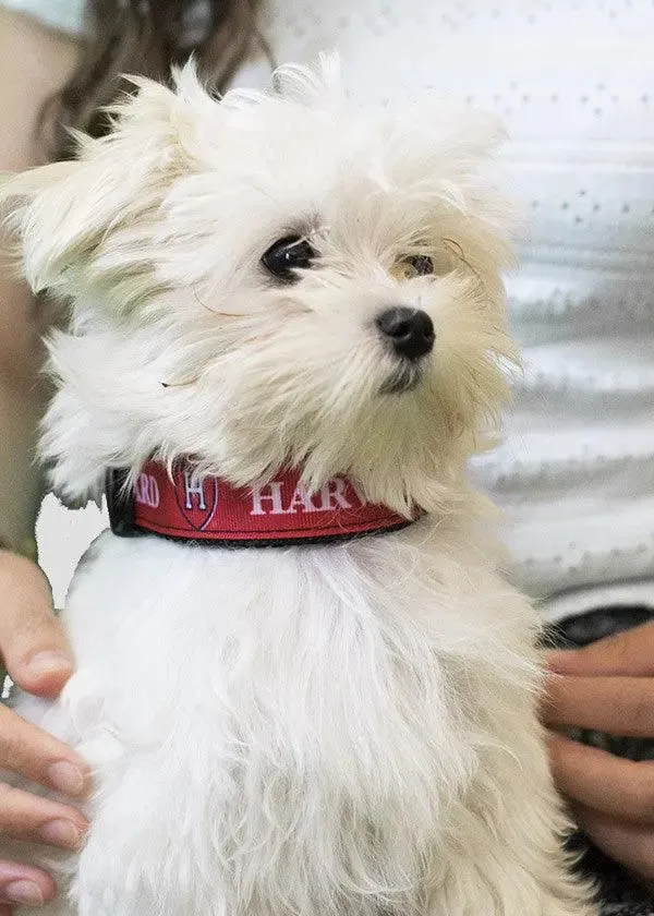 Harvard Shield Dog Collar