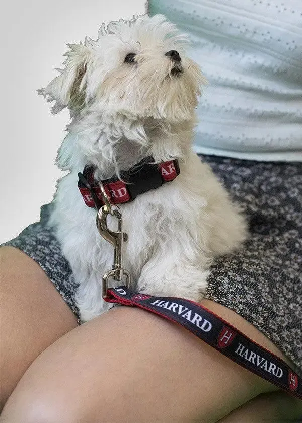 Harvard Shield Dog Leash